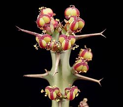 Euphorbia meridionalis2 ies.jpg