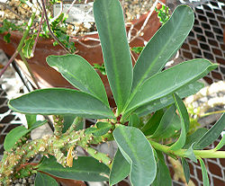 Euphorbia monteiri 1.jpg