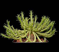 Euphorbia muirii ies.jpg