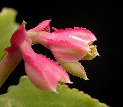 Euphorbia neoarborescens ies.jpg