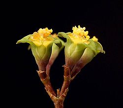 Euphorbia neobosseri ies.jpg