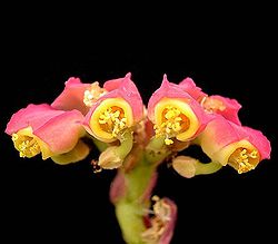 Euphorbia neococcinea1 ies.jpg