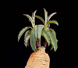 Euphorbia neocrispa3 ies.jpg