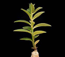Euphorbia neoparviflora ies.jpg