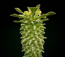 Euphorbia neoreflexa2 ies.jpg