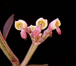 Euphorbia neorubella ies.jpg