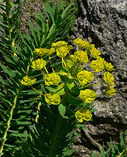 Euphorbia nicaeensis 2.jpg