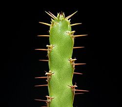 Euphorbia nubigena 01 ies.jpg