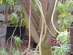 Euphorbia obtusifolia1.jpg