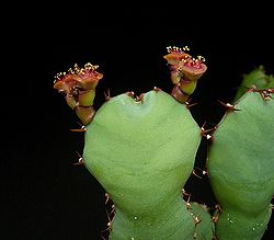 Euphorbia opuntioides 03 ies.jpg