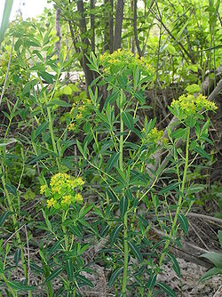 Euphorbia palustris1a.JPG