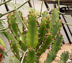 Euphorbia parviceps ies.jpg