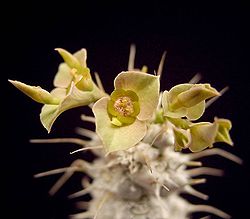 Euphorbia parvicyathophora2 ies.jpg