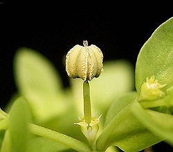 Euphorbia peplus2 ies.jpg