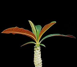 Euphorbia perrieri elongata 01 ies.jpg