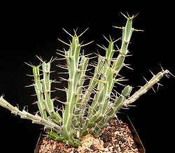 Euphorbia pervittata ies.jpg