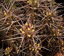 Euphorbia phillipsiae ies.jpg