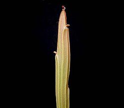 Euphorbia phosphorea ies.jpg
