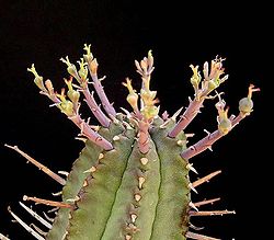 Euphorbia pillansii ies.jpg