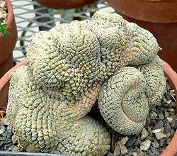 Euphorbia piscidermis 1.jpg