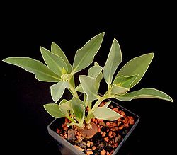 Euphorbia platycephala2 ies.jpg