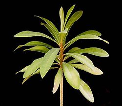 Euphorbia plumerioides ies.jpg