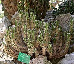 Euphorbia polyacantha2 ies.jpg