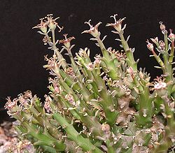 Euphorbia polycephala.jpg