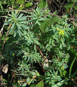 Euphorbia portlandica1.jpg