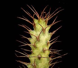 Euphorbia prona ies.jpg