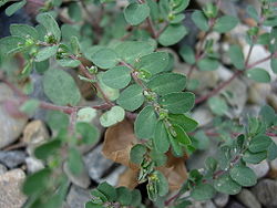 Euphorbia prostata.JPG