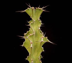 Euphorbia pseudoburuana ies.jpg