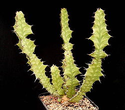 Euphorbia pseudocactus2 ies.jpg