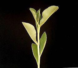 Euphorbia pseudolaevis ies.jpg