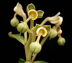 Euphorbia pseudoracemosa ies.jpg