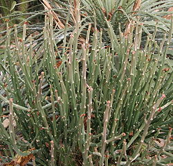 Euphorbia pteroneura.jpg