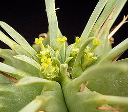 Euphorbia pulvinata 01 ies.jpg