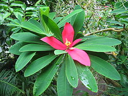Euphorbia punicea (Flower).jpg