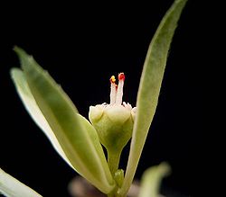 Euphorbia radians2 ies.jpg