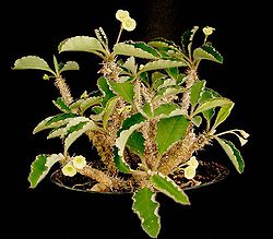 Euphorbia razafindratsirae1 ies.jpg