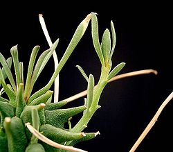 Euphorbia restituta2 ies.jpg