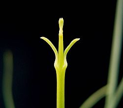 Euphorbia rhombifolia2 ies.jpg