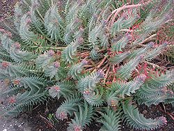 Euphorbia rigida - 01.jpg