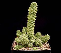 Euphorbia ritchiei ssp marsabitensis1 ies.jpg