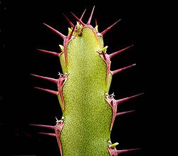 Euphorbia rubrispinosa ies.jpg
