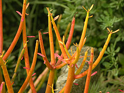 Euphorbia tirucalli 'Sticks on Fire' Closeup 3264px.jpg