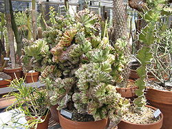 Euphorbiafrankiana.jpg