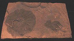 Fósil de Traumatocrinus.jpg