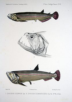 F de Castelnau-poissonsPl39.jpg