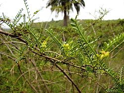 Fabaceae - Adesmia balsamica Bertero ex Colla (Fundación JBN de Viña del Mar).jpg